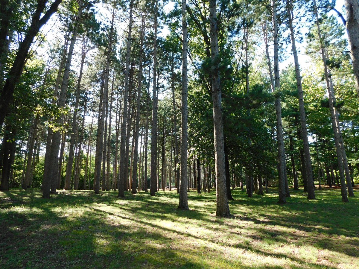 Big River State&nbsp;Forest